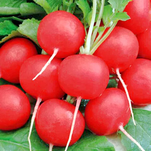 Редис, Меркадо(1уп-100гр)  фракция 2,0-3,0 мм (инкруст,сем)