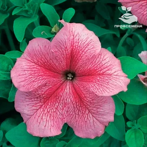 Петуния грандифлора Призм Стравберри Сандай Floranova 100драже