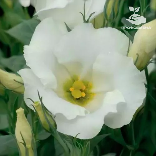 Эустома Сапфир Вайт PanAmerican Seed 100драже