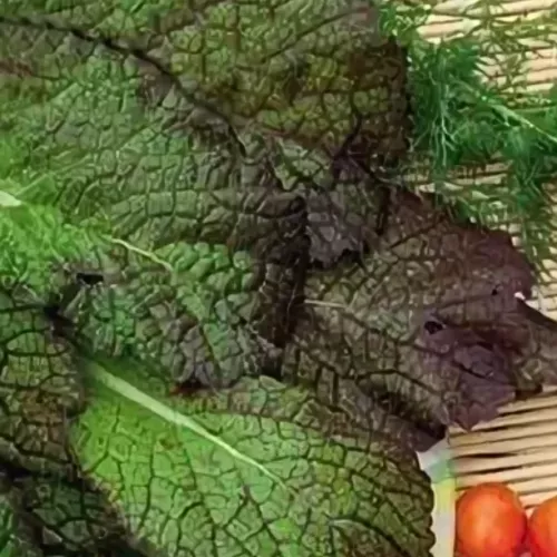 Горчица сарептская, Садко (1уп-50гр)