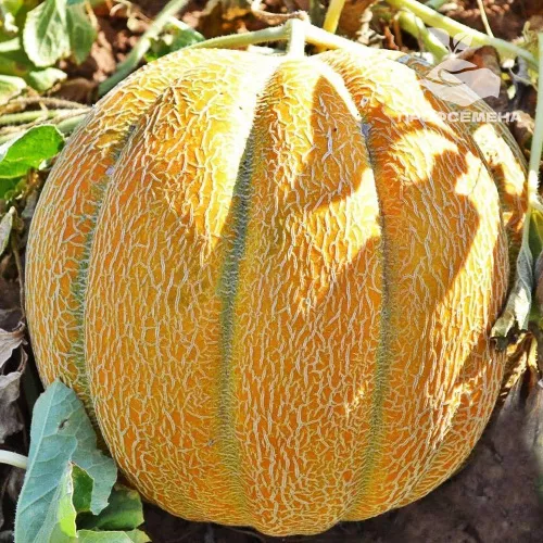 Дыня, Эфиопка (1уп - 50гр)_1