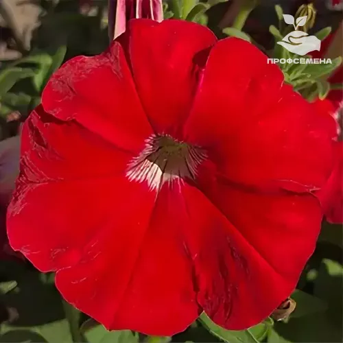 Петуния мультифлора Джоконда Ред Farao 100драже