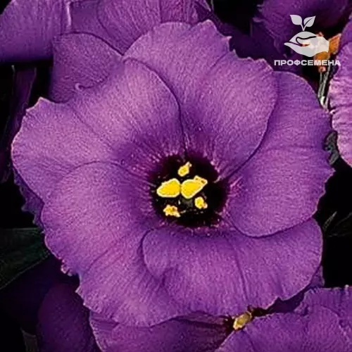 Эустома Сапфир Блю PanAmerican Seed 100драже
