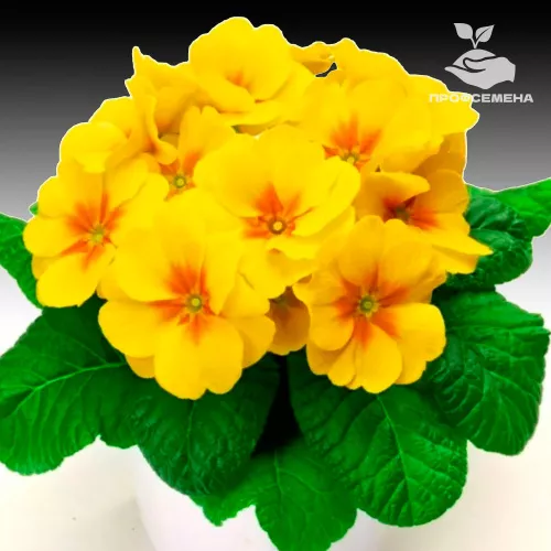 Примула Орион Еллоу виз Ай Syngenta 1000шт