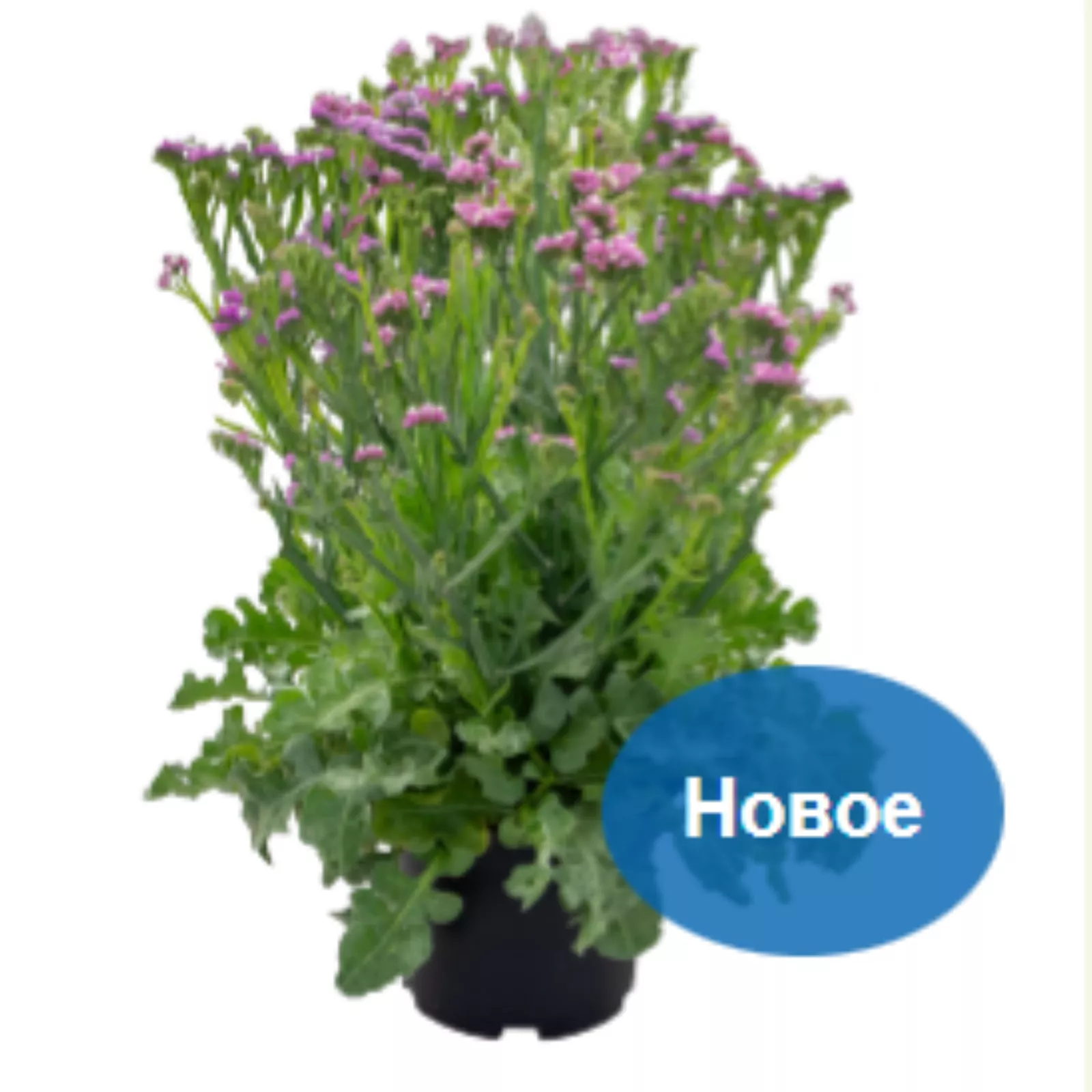 Статица Хипстер, Роуз 2, 1 000