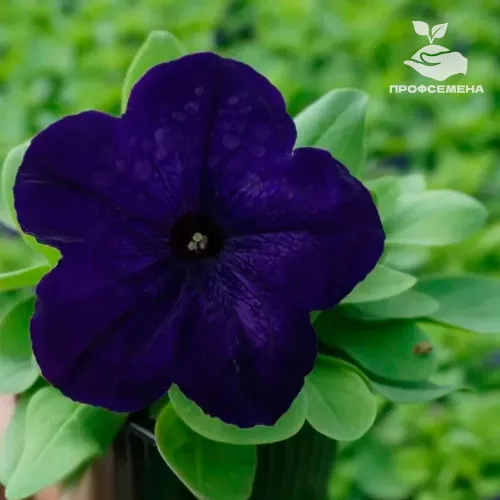 Петуния грандифлора Дувет Блю Syngenta 1000драже