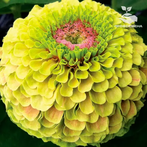 Цинния Квини Лайм виз Блотч Floragran 100шт