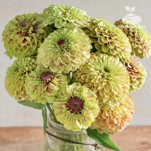 Цинния Квини Лайм виз Блотч Floragran 1000шт