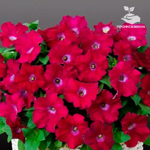 Петуния мультифлора Джоконда Фуксия Farao 100драже