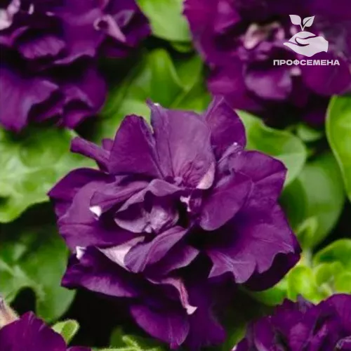 Петуния махровая Дуо Блю PanAmerican Seed 100драже