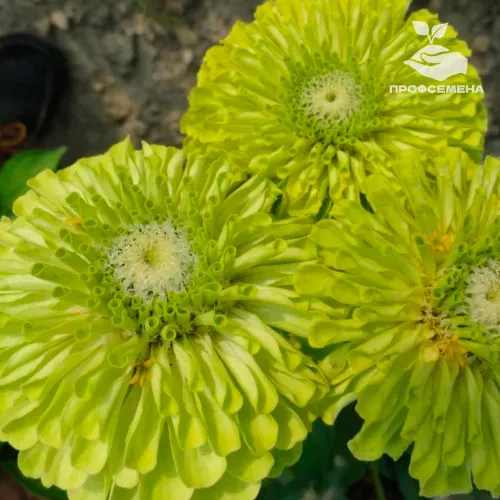 Цинния Квини Лайм Floragran 1000шт