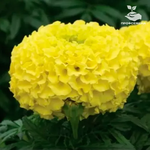 Бархатцы Прямостоячие Дюн Еллоу Floranova 1000 шт