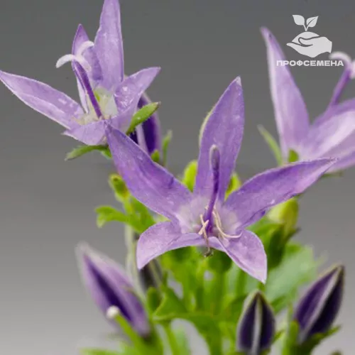 Колокольчик гарганский Филлигри Syngenta 1000шт
