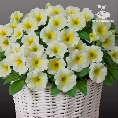Петуния мультифлора Джоконда Лайм Еллоу Farao 250драже
