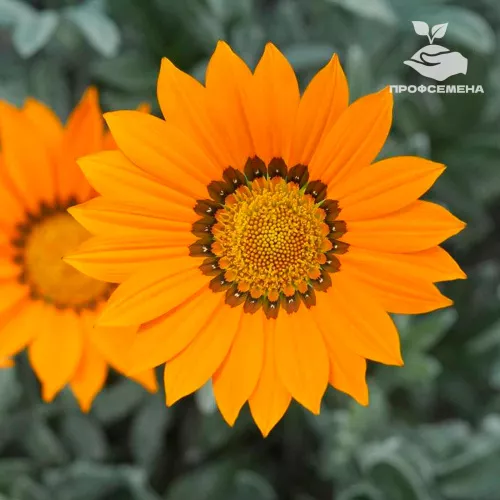Газания Фрости Кисс Оранж Syngenta 1000шт