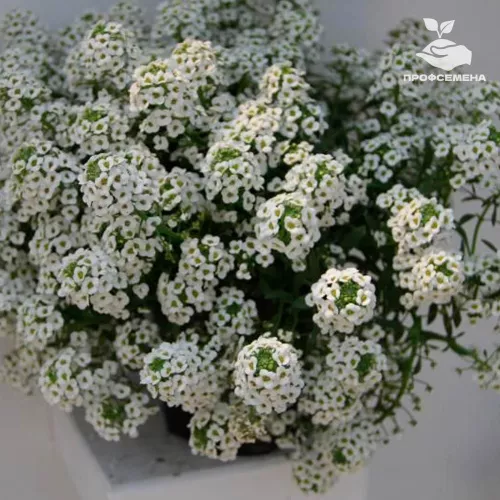 Алиссум Норс Фейс Floranova 1000 шт