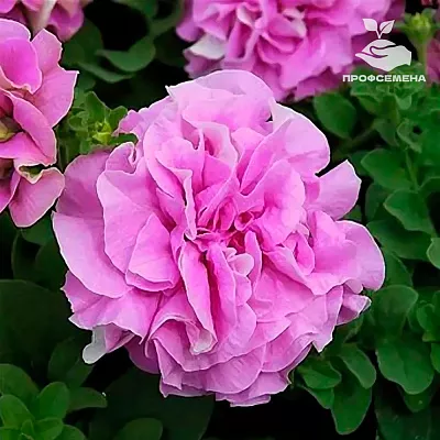 Петуния махровая