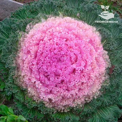 Капуста декоративная